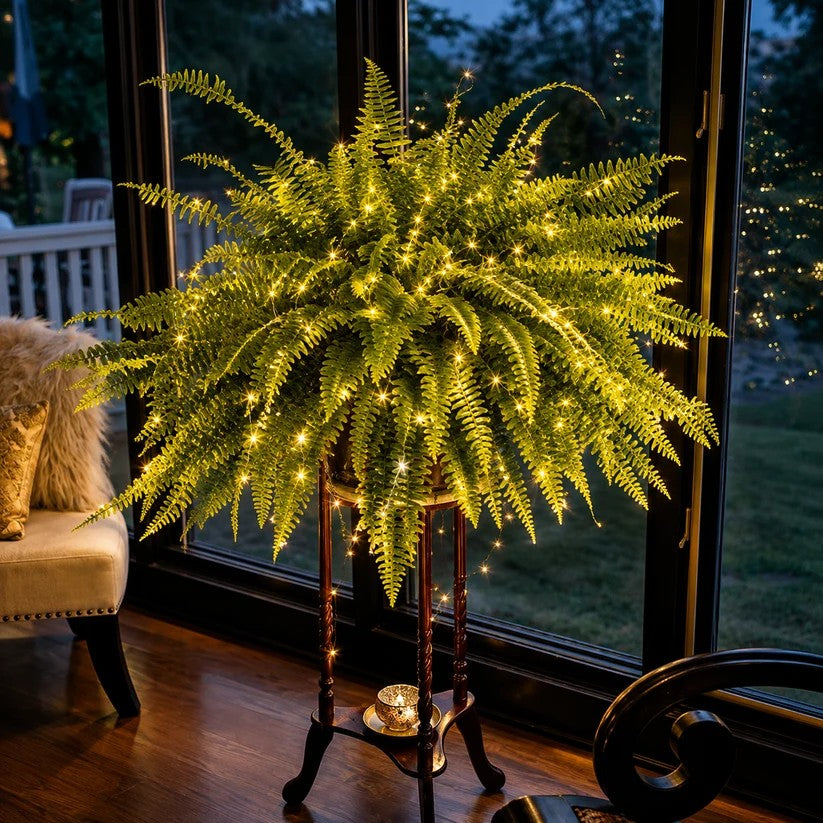 Warm illuminated Boston fern displayed indoors beside a large window